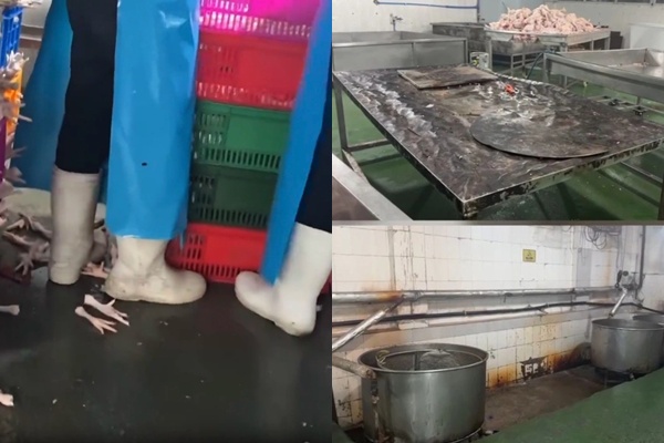 Cận cảnh xưởng sản xuất ‘ch.ân gà tê cay’ bên Trung: Bể chứa nước đục ngầu, công nhân đi ủng dẵm lên chân gà, á.m ảnh nhất cảnh cuối